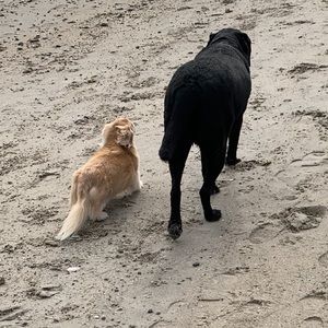 Meet your Posher, Elizabeth townsend